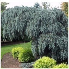 Blue spruce 'Glauca pendula' C30-35