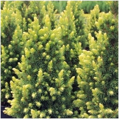 White spruce 'Rainbow's End' C10 3