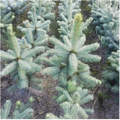 Blue spruce 'Glauca Apache', C5