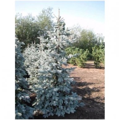 Blue spruce 'Hoto' C10