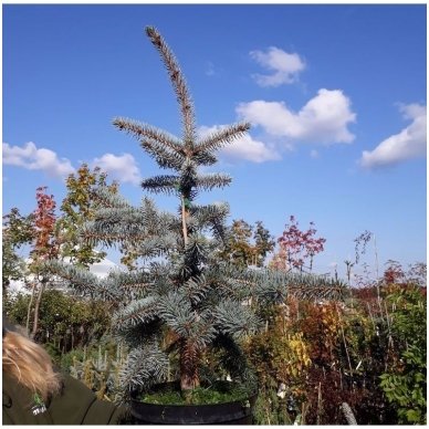 Blue spruce 'Hoto' C10 2