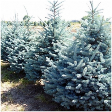 Blue spruce 'Misty Blue' C85