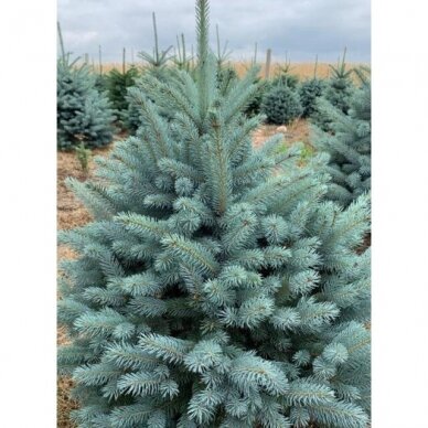 Blue spruce 'Misty Blue' C85 2