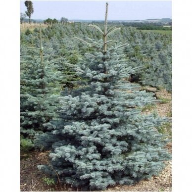 Blue spruce