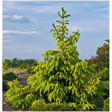 Norway spruce 'Aurea' C10