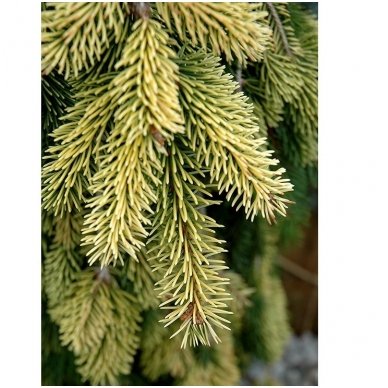 Norway spruce 'Gold Drift' C10-C12-C15, Pa 2