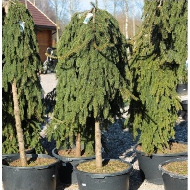 Norway spruce 'Inversa' C210 2