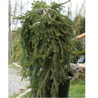 Norway spruce 'Inversa' C210