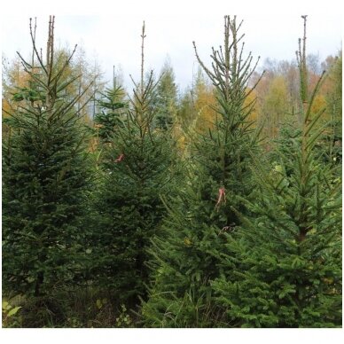 Norway spruce