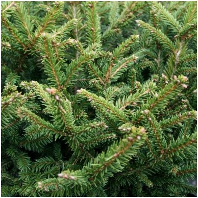 Norway spruce 'Pumila Glauca' C5 2