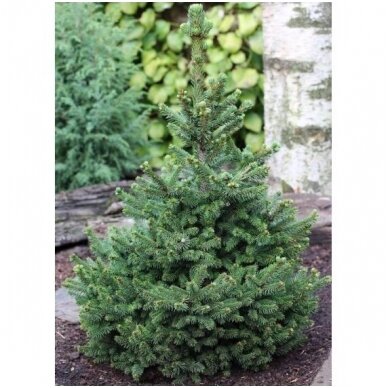 Norway spruce 'Will's Zwerg' C20