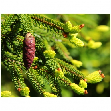 Oriental spruce 'Aureospicata' C20