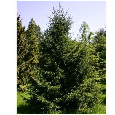 Oriental spruce C10