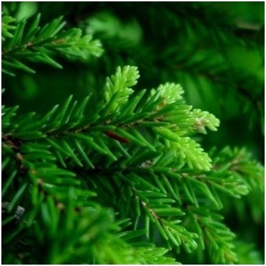 Oriental spruce C10 2