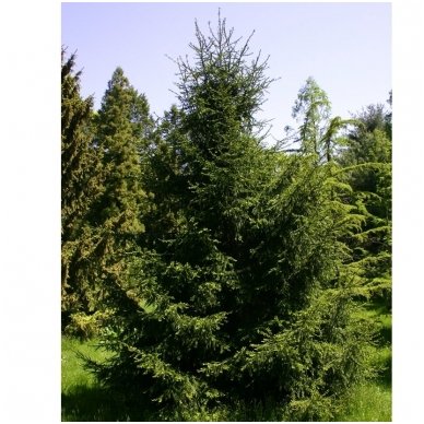 Oriental spruce C2