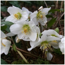 Christmas Rose 'Praecox' C2