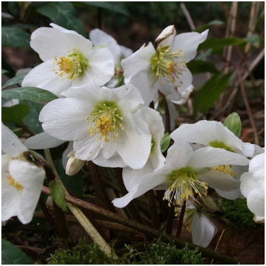 Christmas Rose 'Praecox' C2