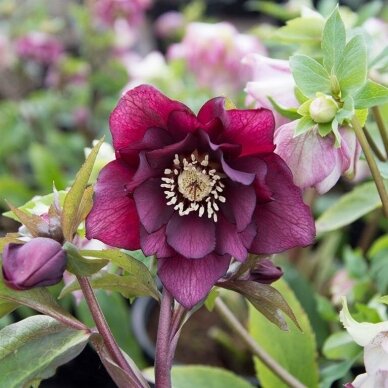 Lenten Rose 'Double Ellen Red', C2