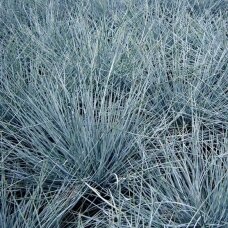 Festuca glauca 'Kitty Dark Blue' C2