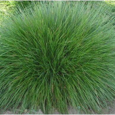 Festuca Ovina 'Berni Green', C2