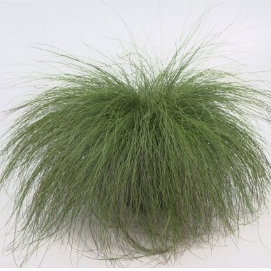 Festuca Ovina 'Berni Green', C2 2