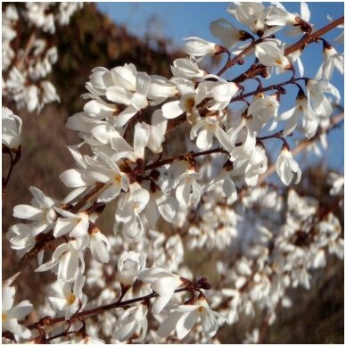 White forsythia C10