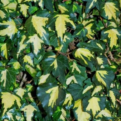 English ivy 'Goldheart' C5