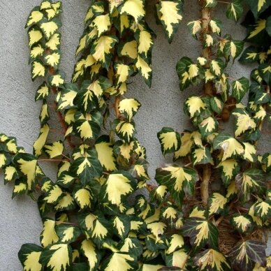 English ivy 'Goldheart' C5 2