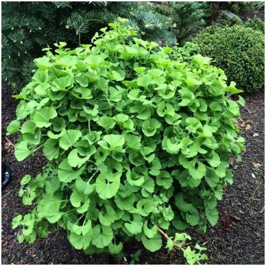 Ginkmedis dviskiautis 'Mariken', C10