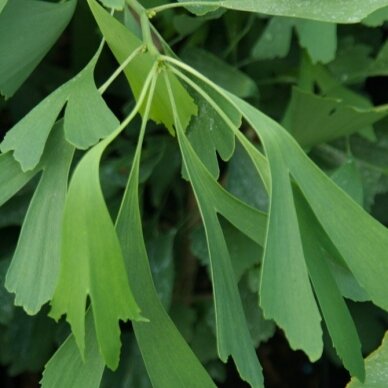 Ginkmedis dviskiautis 'Saratoga', C10