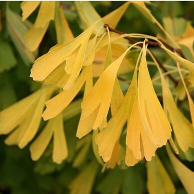 Ginkmedis dviskiautis 'Saratoga', C10 2