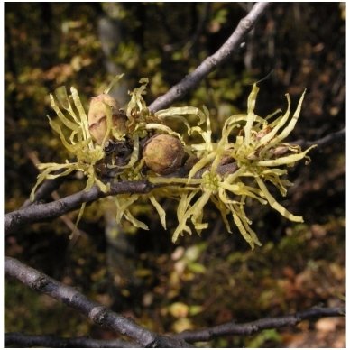 Hamamelis sodinis C5