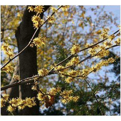 Hamamelis sodinis C5 3