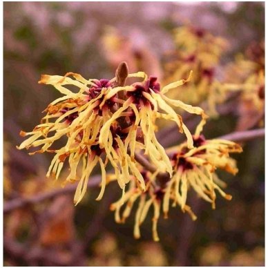 Hamamelis sodinis C5 4