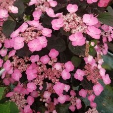 Mountain Hydrangea 'Dare Devil', C2