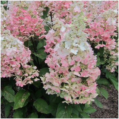 Hydrangea 'Candlelight' C2