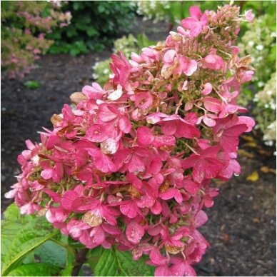 Hydrangea 'Pink Diamond' C10