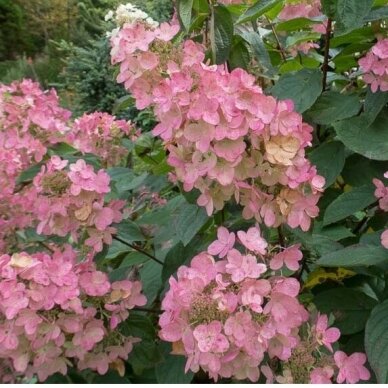 Hydrangea 'Pink Diamond' C10 2