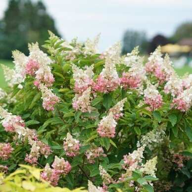 Hydrangea 'PINKY WINKY', C2 2