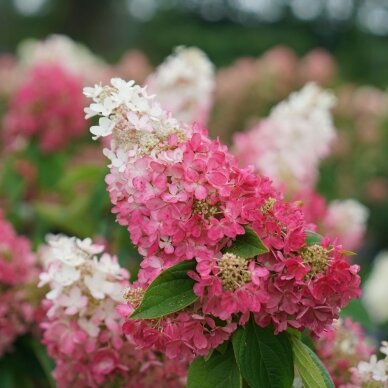 Hortenzija šluotelinė 'PINKY WINKY', C2