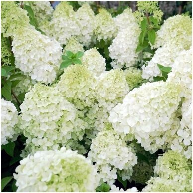 Hydrangea 'POLAR BEAR' C2