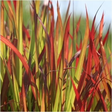 Imperata rytinė 'Red Baron' C5