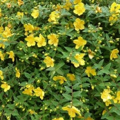 St. John's Wort 'Hidcote' C5 2