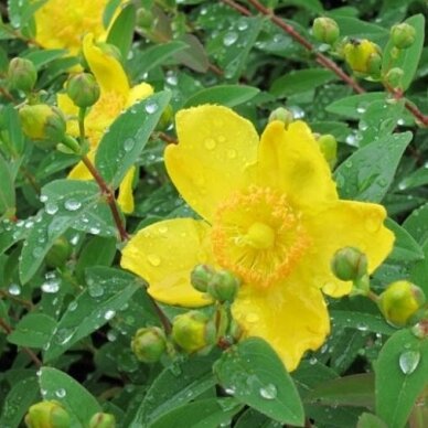 St. John's Wort 'Hidcote' C5