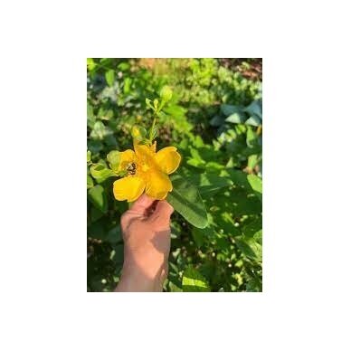 St. John's Wort 'Hidcote' C5 3