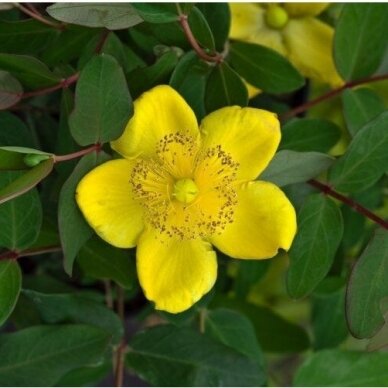 St. John's Wort moserianum C5