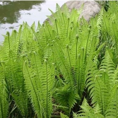 Ostrich Fern , C2