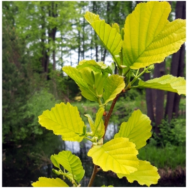 Black alder 'Aurea' C30-C35