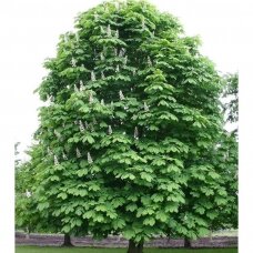 Horse-chestnut C20