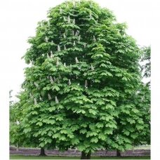 Horse-chestnut C5